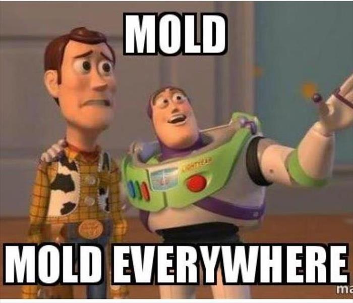 Mold Everywhere