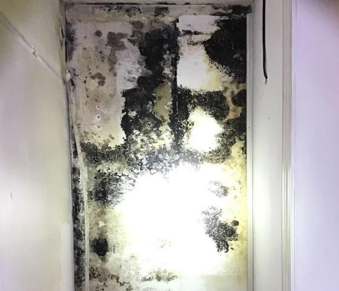 Mold growth from damaged roof