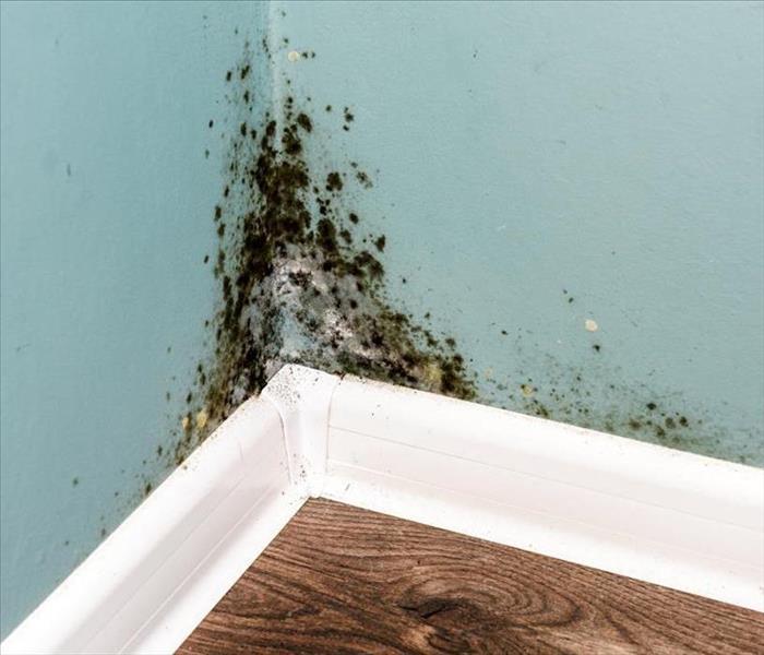 Mold growing in the corner on a blue wall 